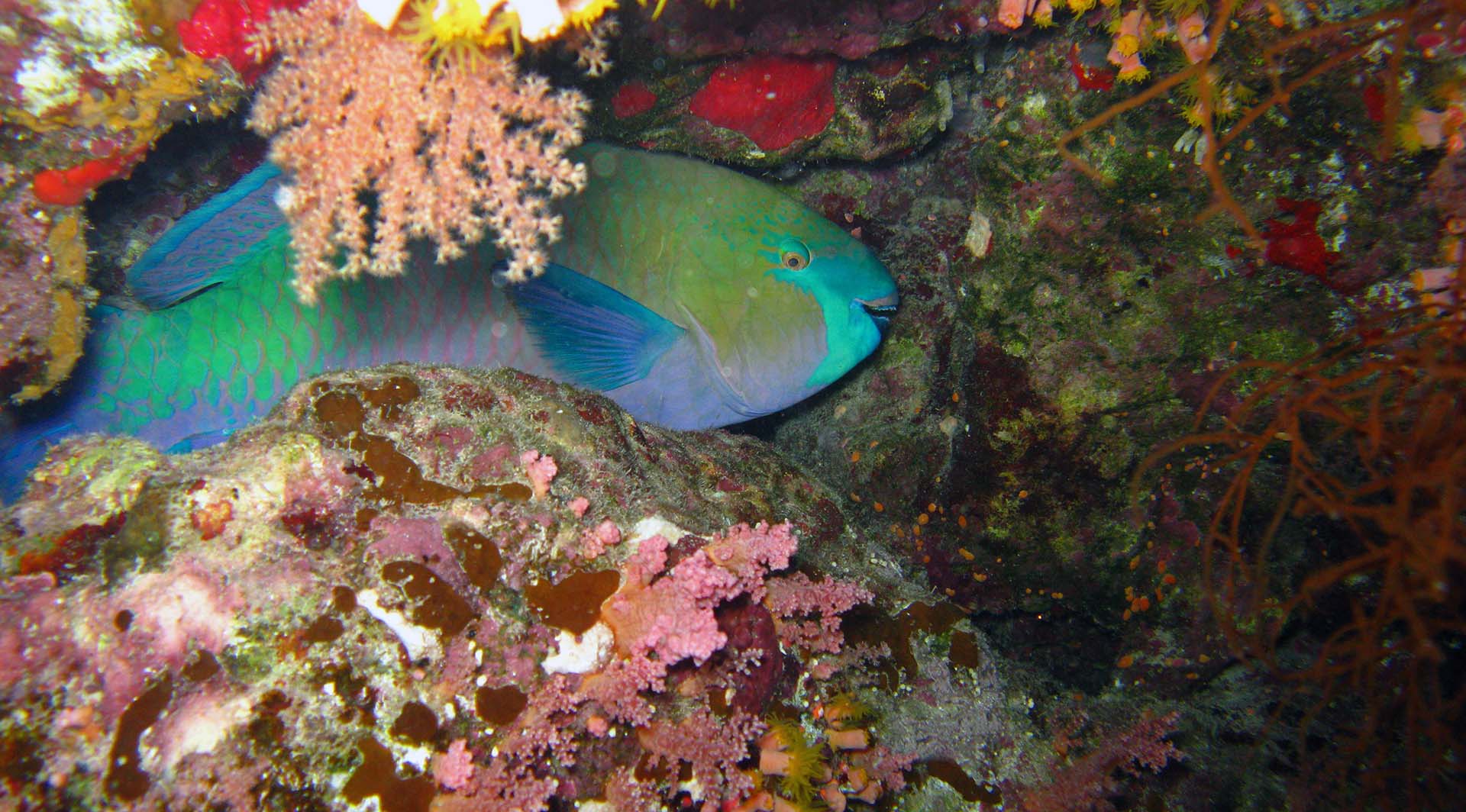 Parrotfish. Photo by Jessie Kneeland, ©Woods Hole Oceanographic Institution
