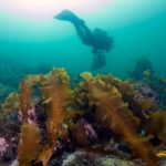 harvesting kelp at an aquaculture farm