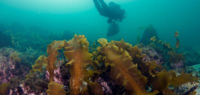 harvesting kelp at an aquaculture farm