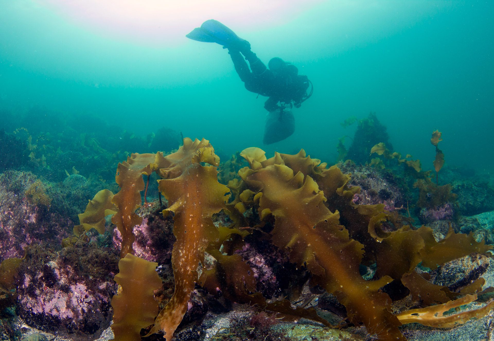 harvesting kelp at an aquaculture farm