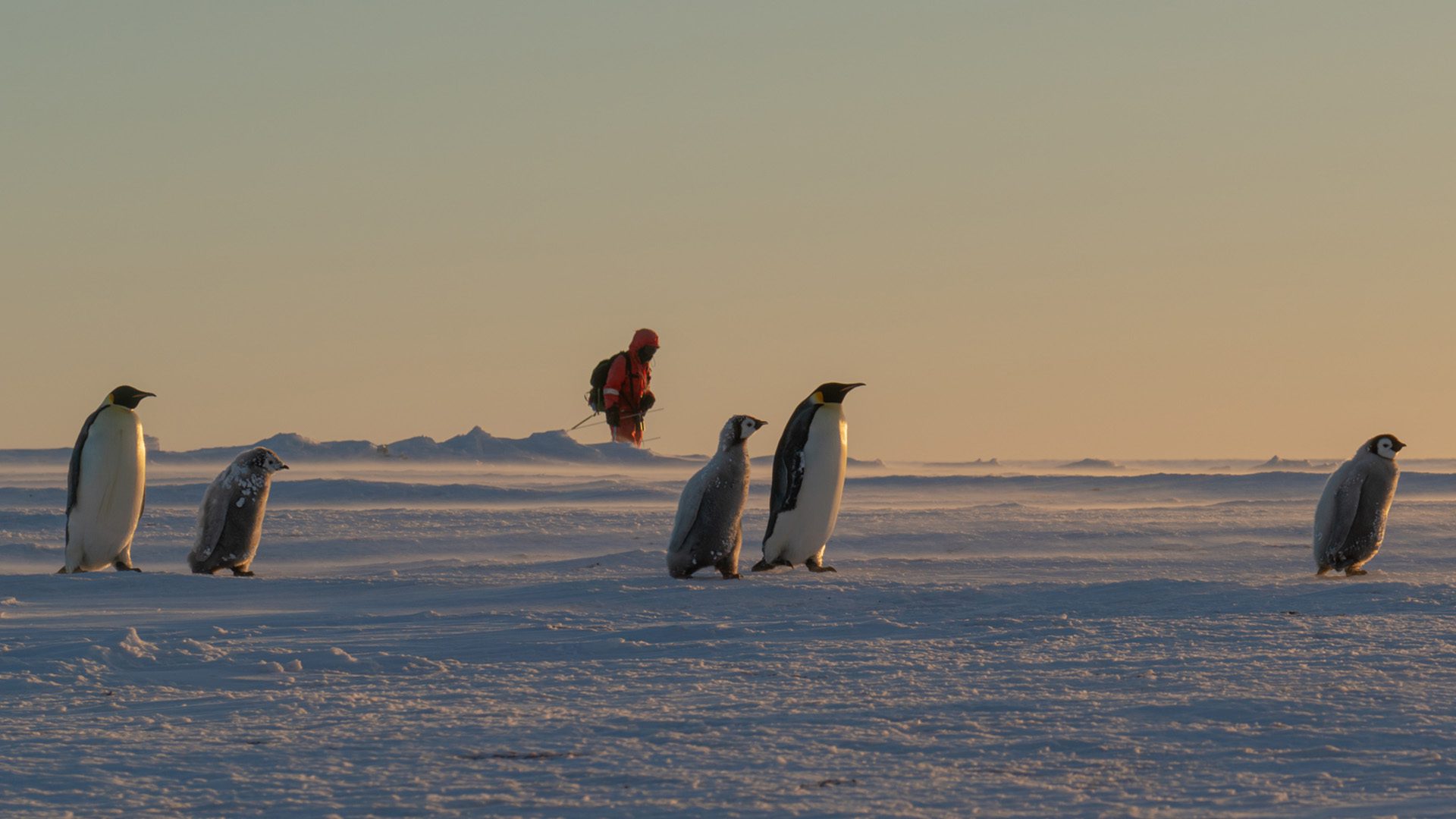 An Antarctic researcher walks alongside emperor penguins