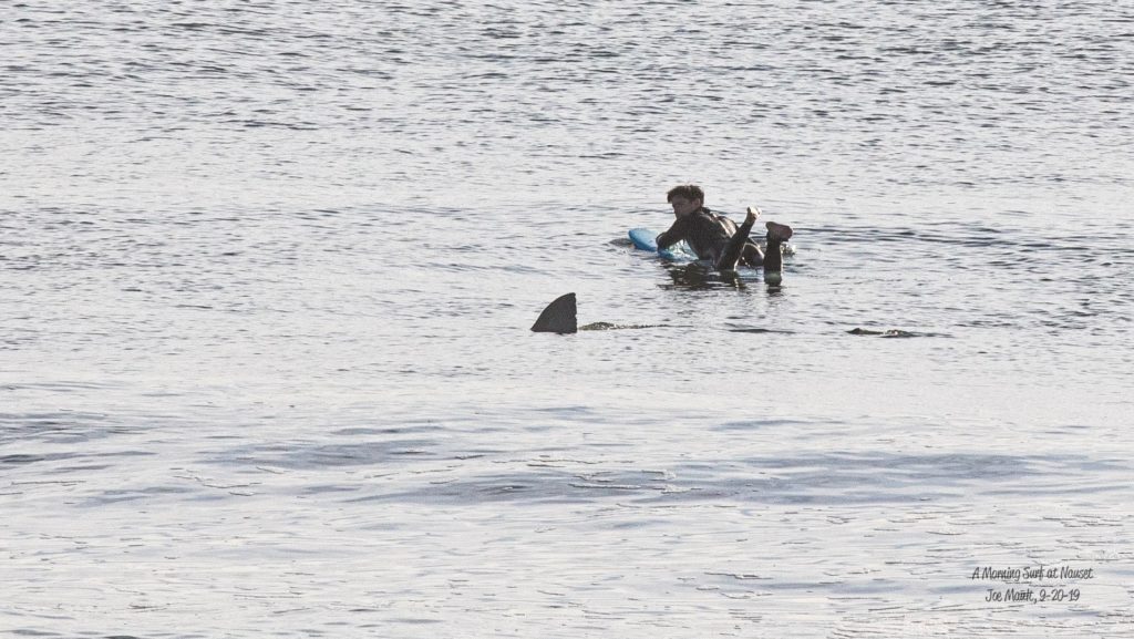 Surfer next to a shark