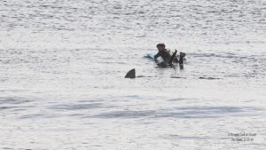 Surfer next to a shark