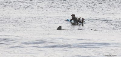 Surfer next to a shark
