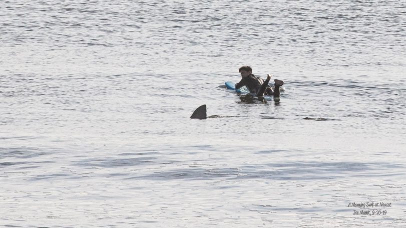 Surfer next to a shark