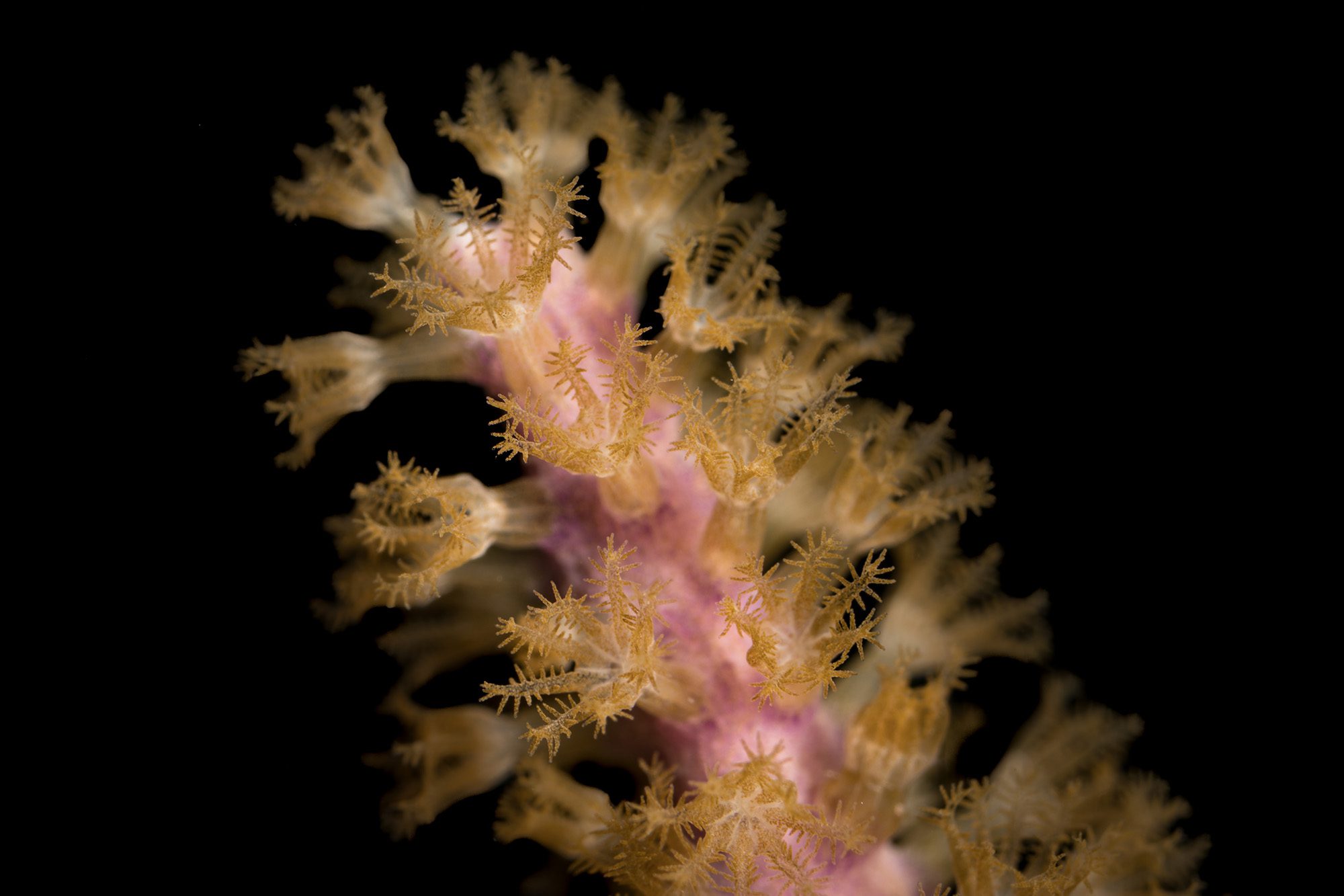 Antillogorgia bipinnata