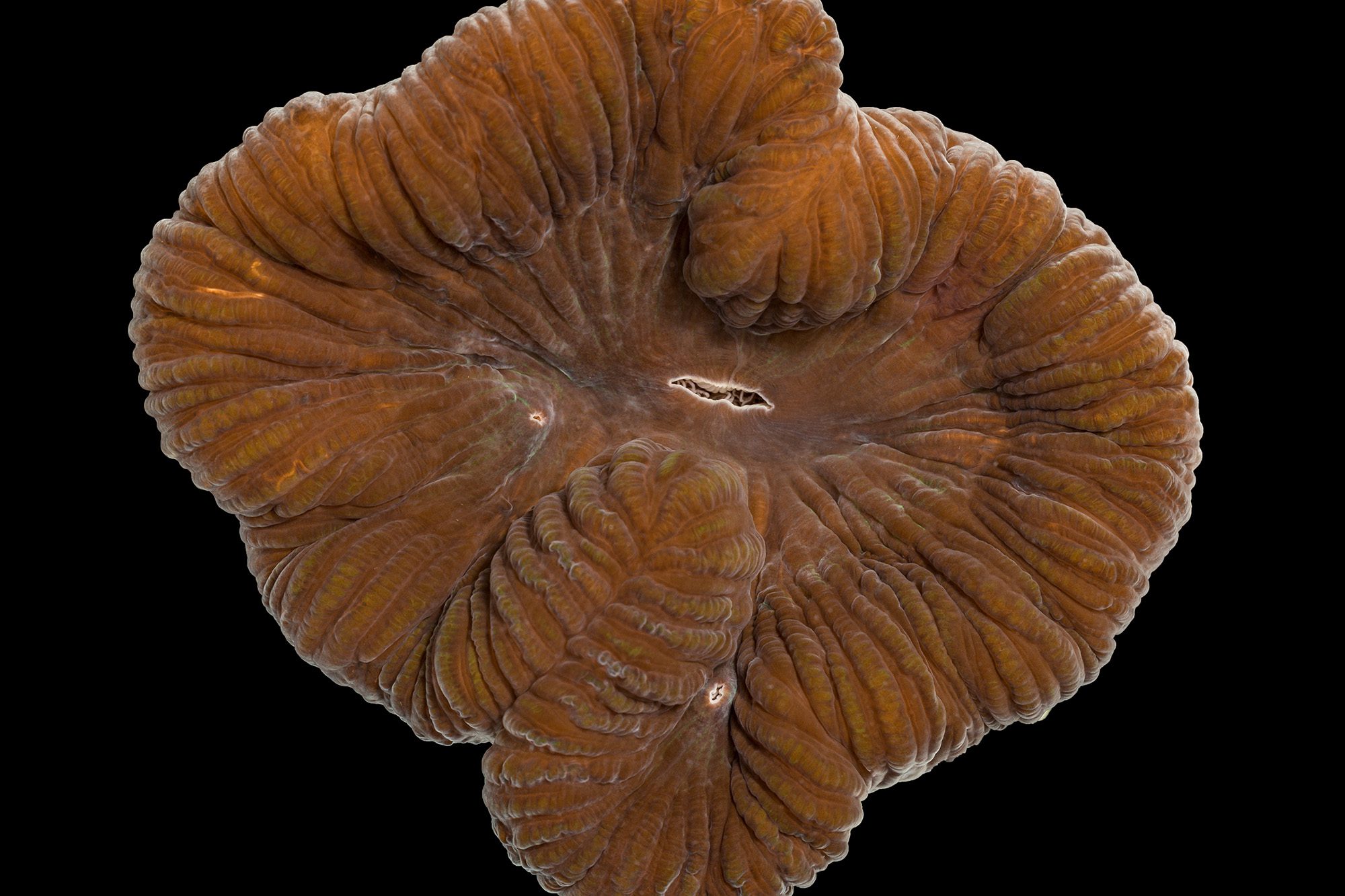Colpolphyllia natans
