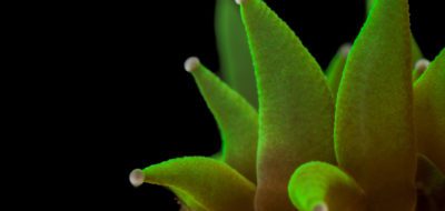Dendrogyra cylindrus