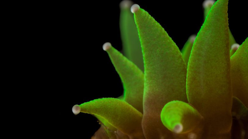 Dendrogyra cylindrus