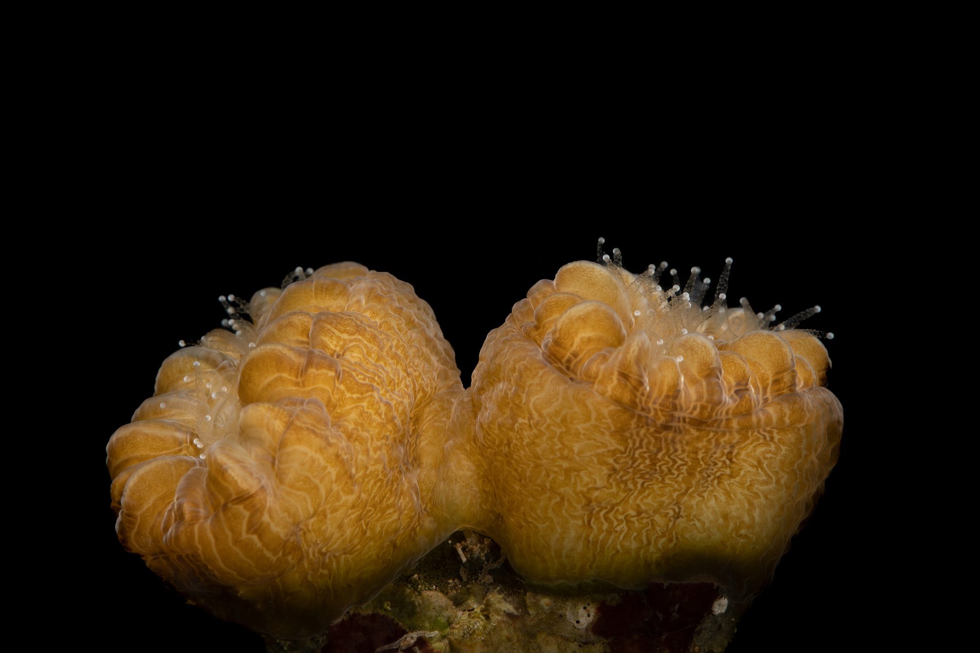 Eusmilia fastigiata