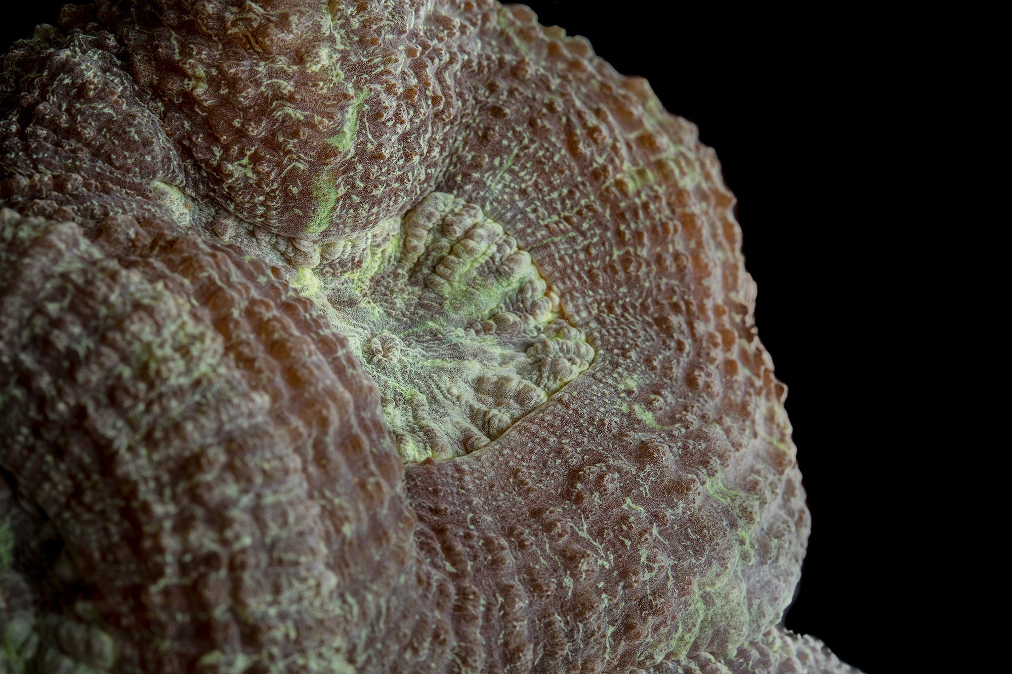 Mussa angulosa