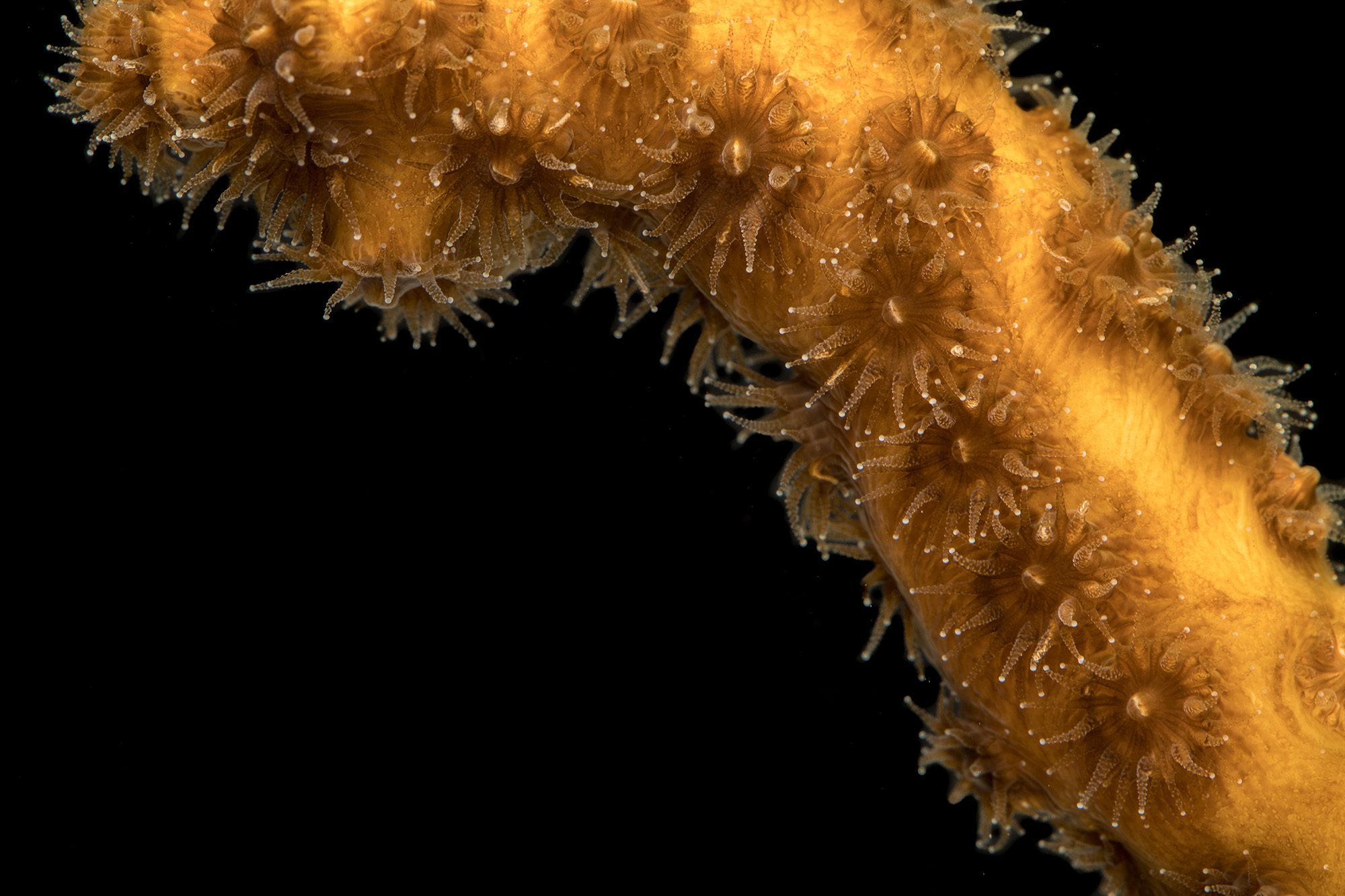 Oculina robusta