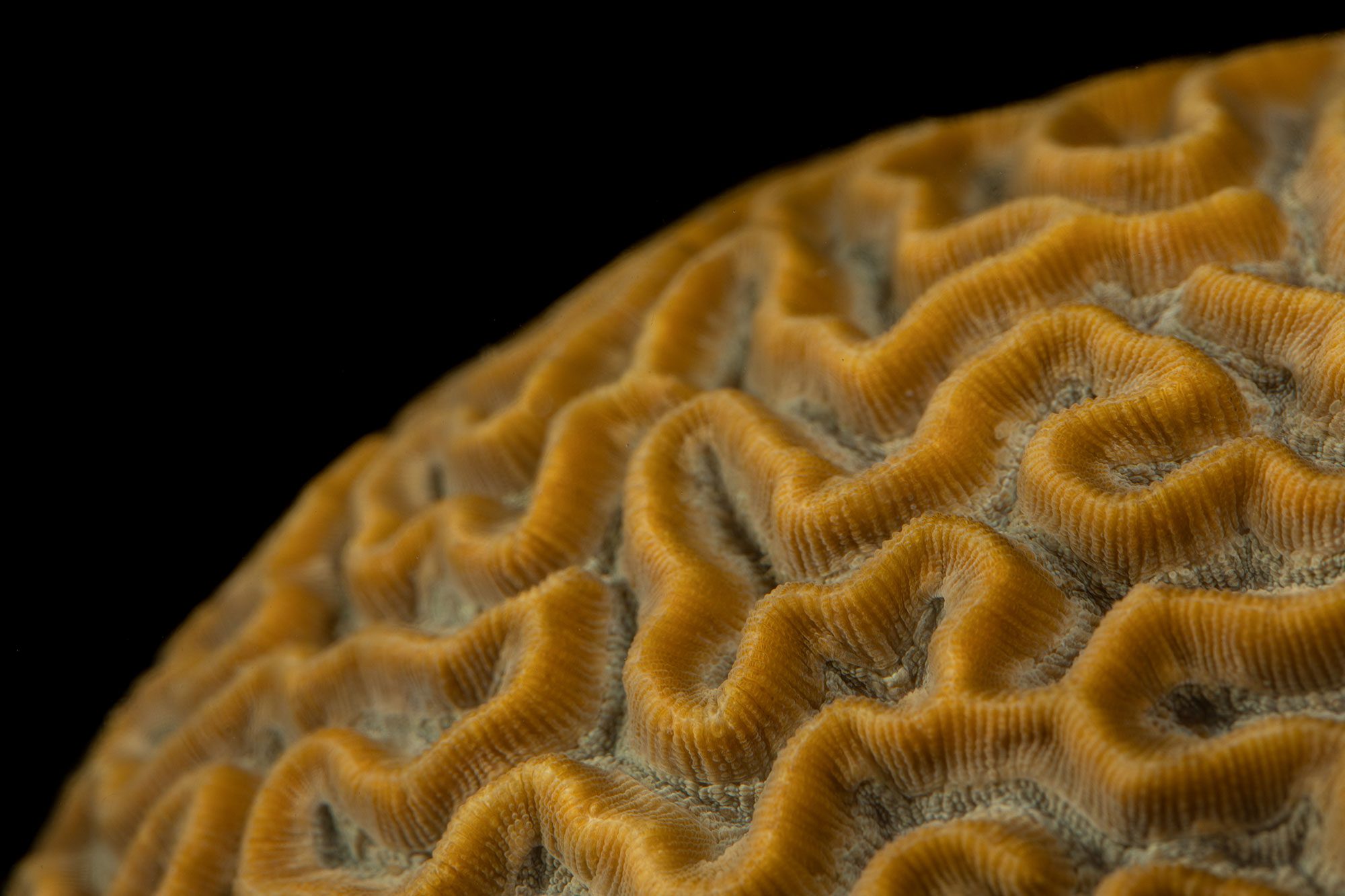 Pseudodiploria strigosa