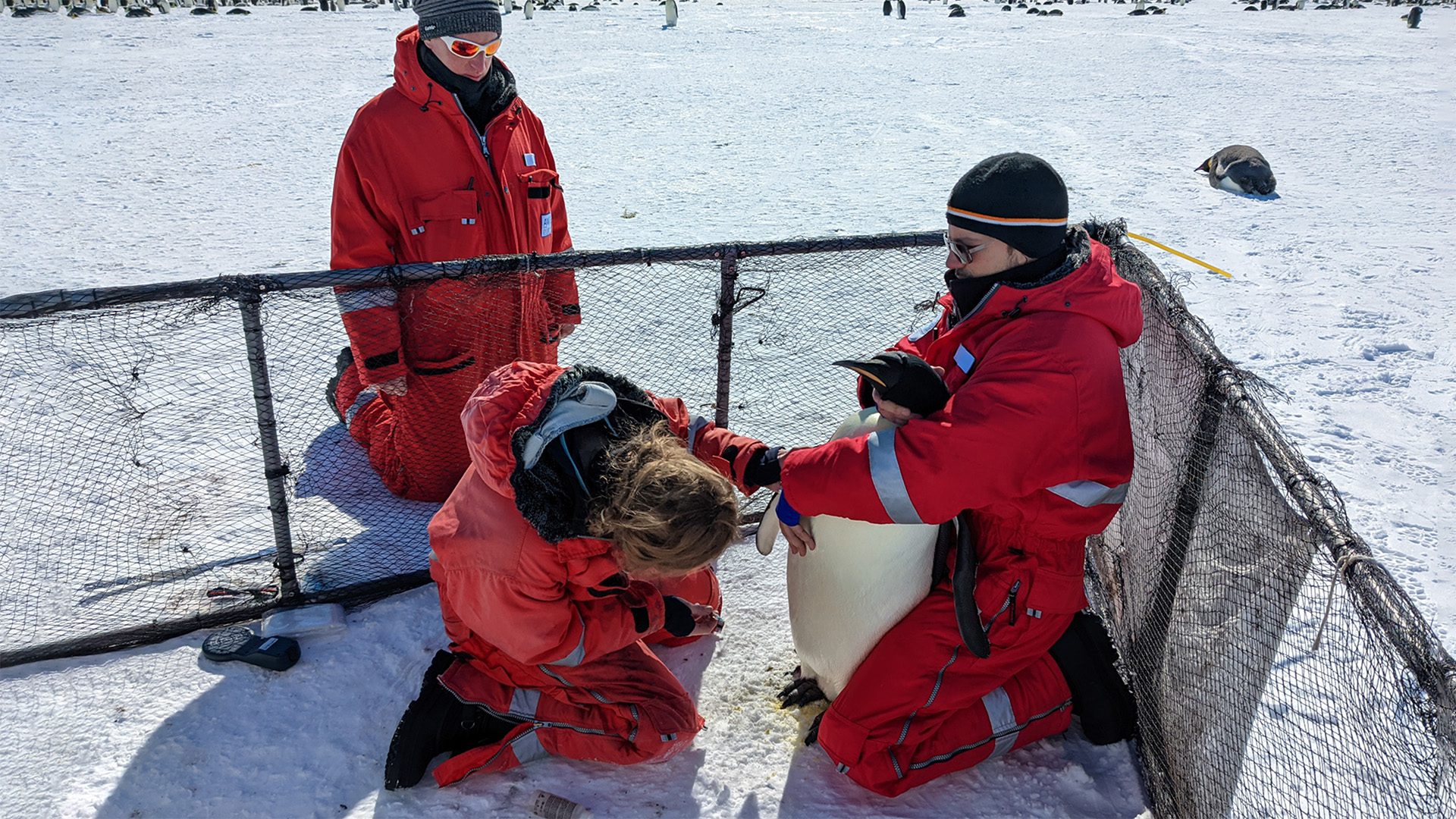 Antarctic researchers tag a fledgling emperor chick