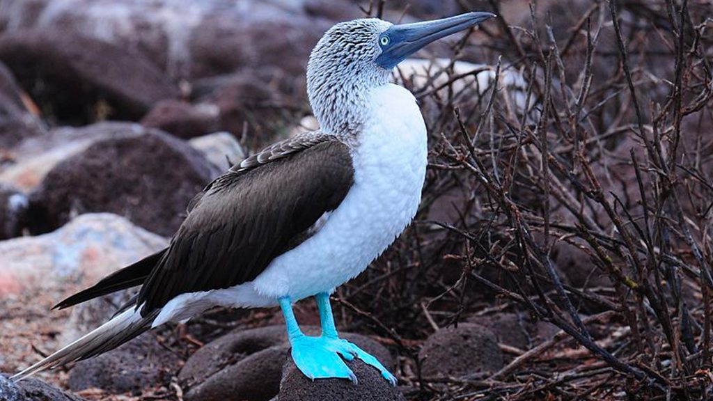 Blue-footed booby. Creative Commons