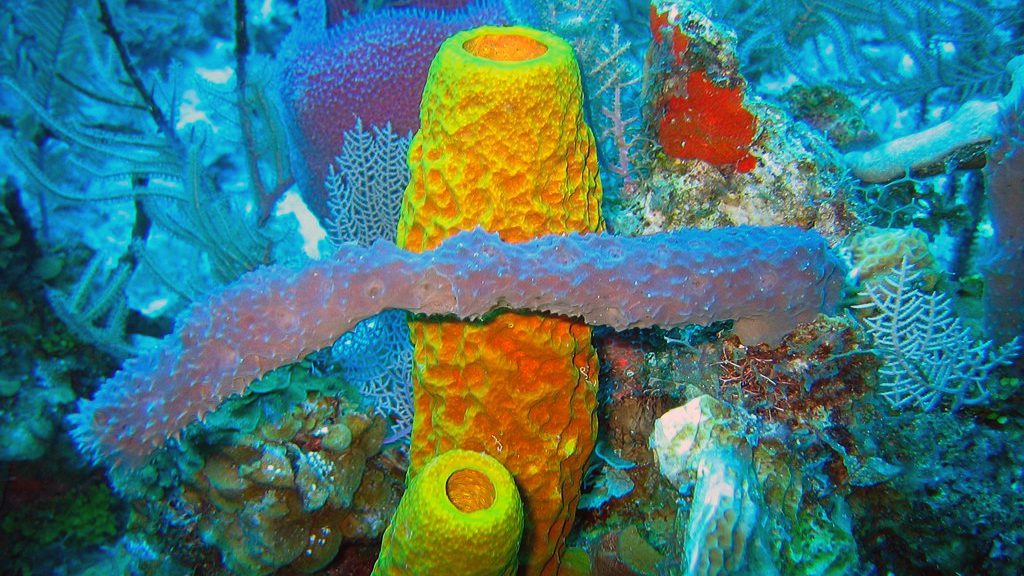 Aplysina fistularis (Yellow tube sponge). Creative Commons.