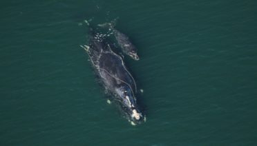 North Atlantic right whale “Snow Cone” (Catalog #3560) sighted December 2, 2021 entangled and with a new calf.
CREDIT: Florida Fish and Wildlife Conservation Commission taken under NOAA permit 20556.