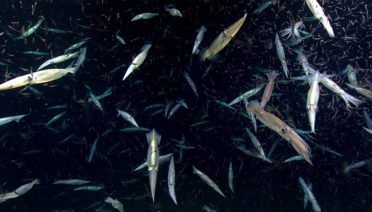 Northern shortfin squid (Illex illecebrosus) actively feeding on a large swarm of crustaceans during dive 3 of the Deep Connections 2019 expedition. (Image courtesy of NOAA)