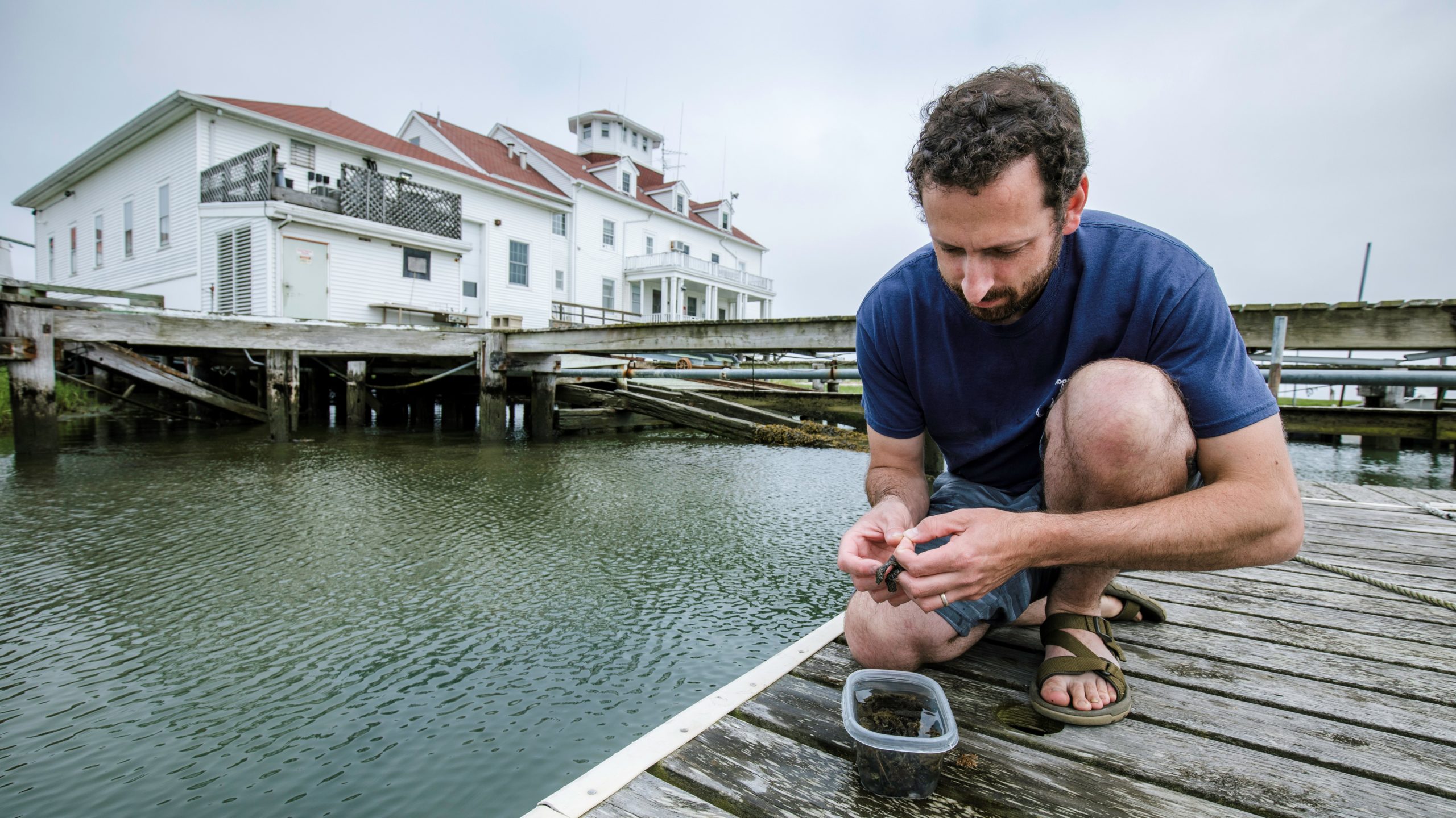 MIT-WHOI Joint Program student Zach Tobias studies star tunicate colonies.