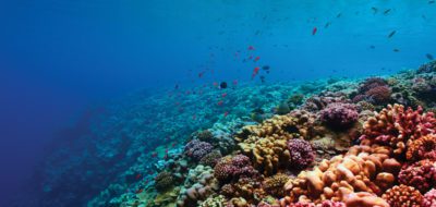 Coral Reef