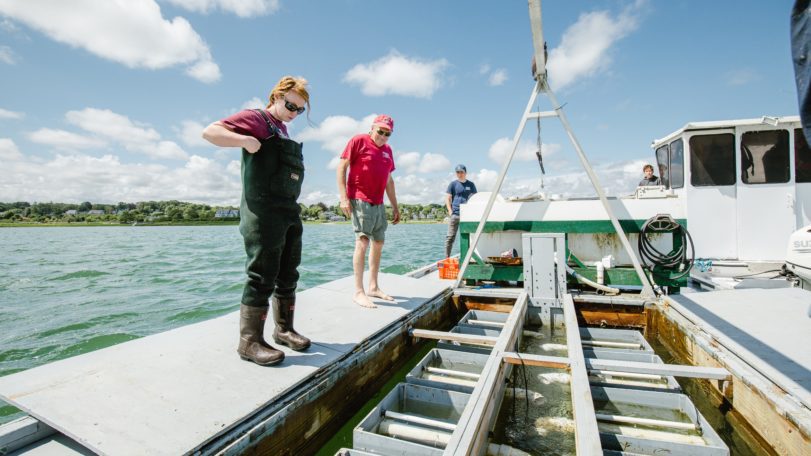 Shellfish farming