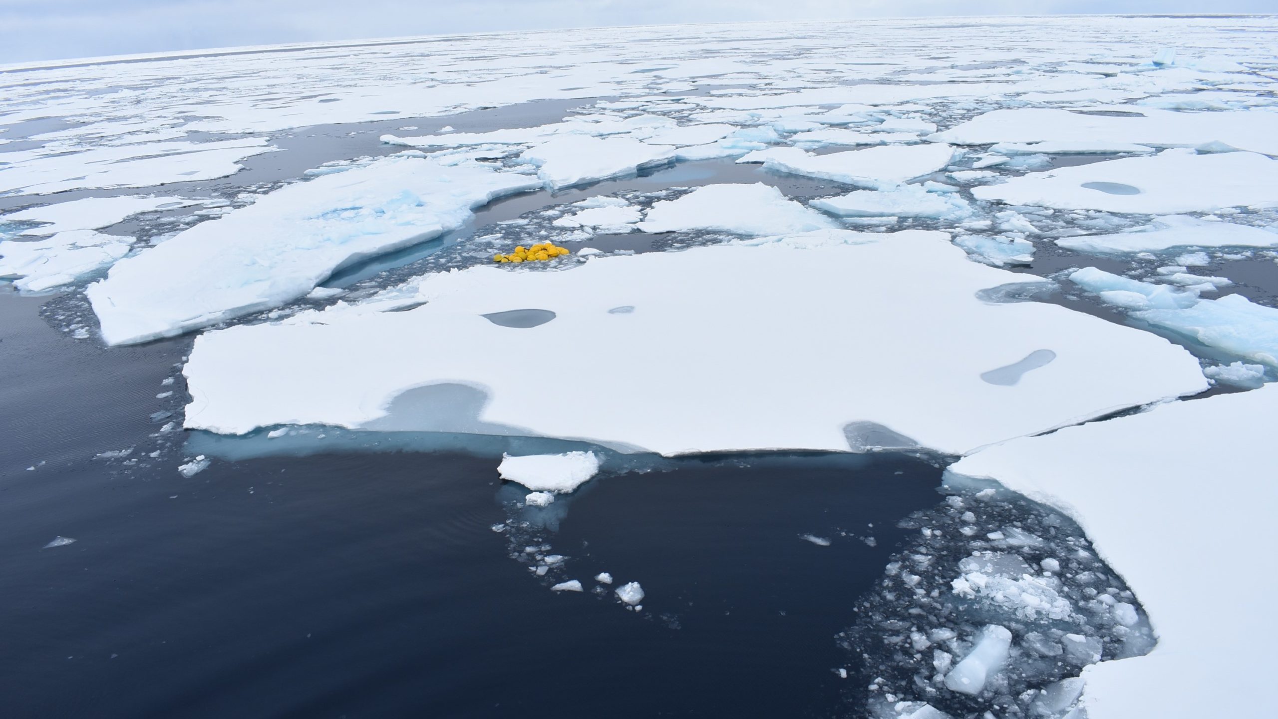 Yellow moorings in sea ice