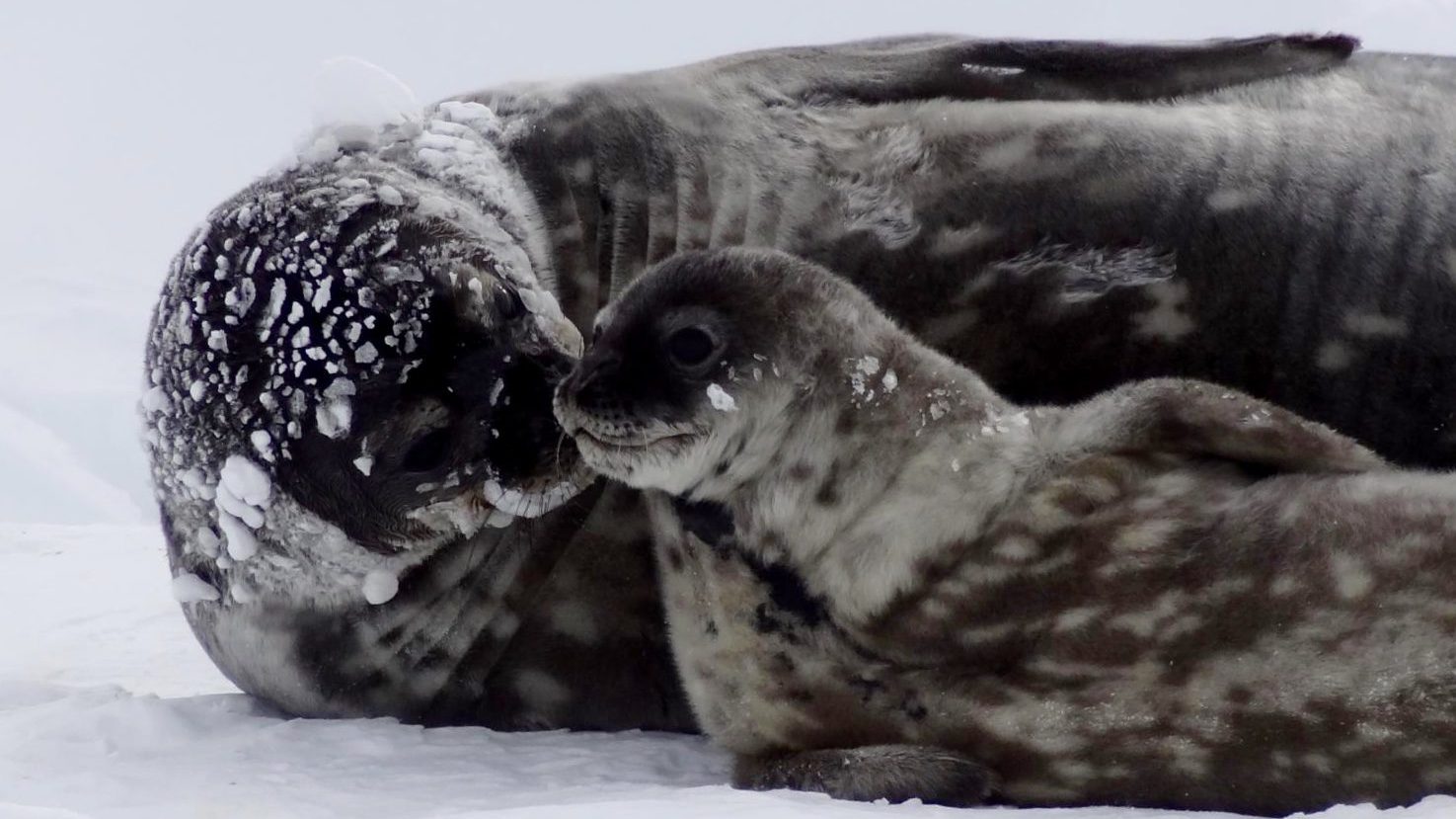 A female Weddell seal lays on the ice with her pup in Antarctica. A new WHOI-led study shows that during lactation, female Weddell seals provide so much iron to their pups that the mothers then need to dramatically limit their own diving and underwater foraging capabilities. (All images were taken under permit NMFS 17411-03) Image credit: Michelle Shero/ © Woods Hole Oceanographic Institution