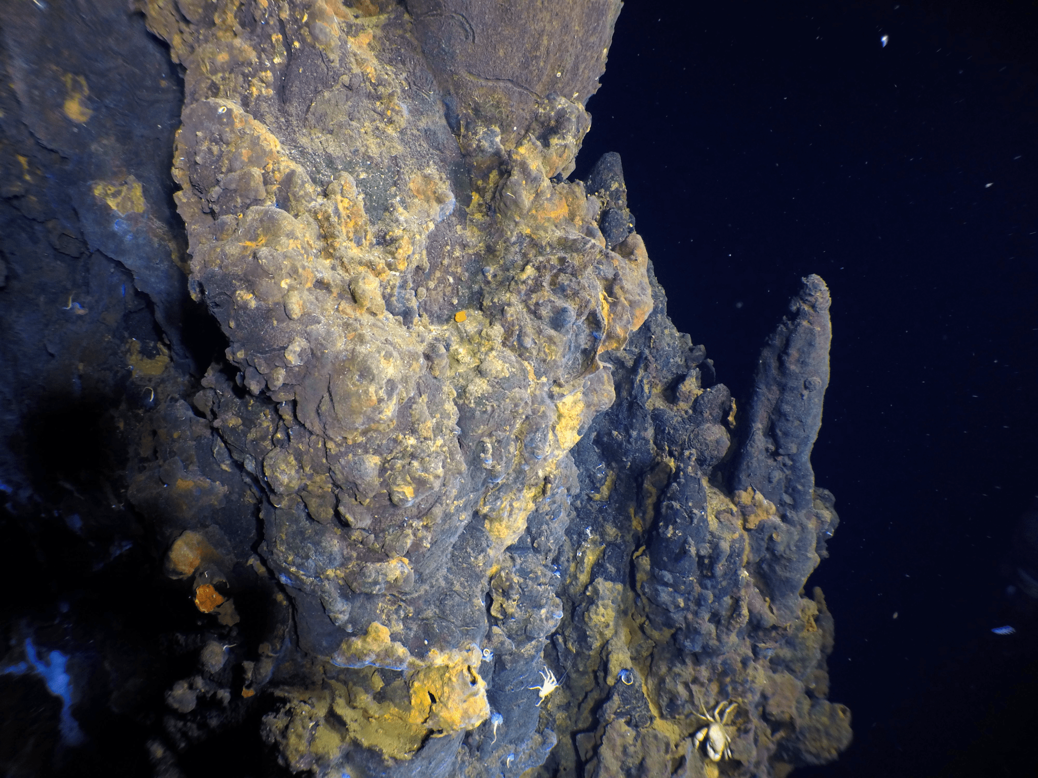 Hydrothermal field discovered at the East Pacific Rise 9°54’N