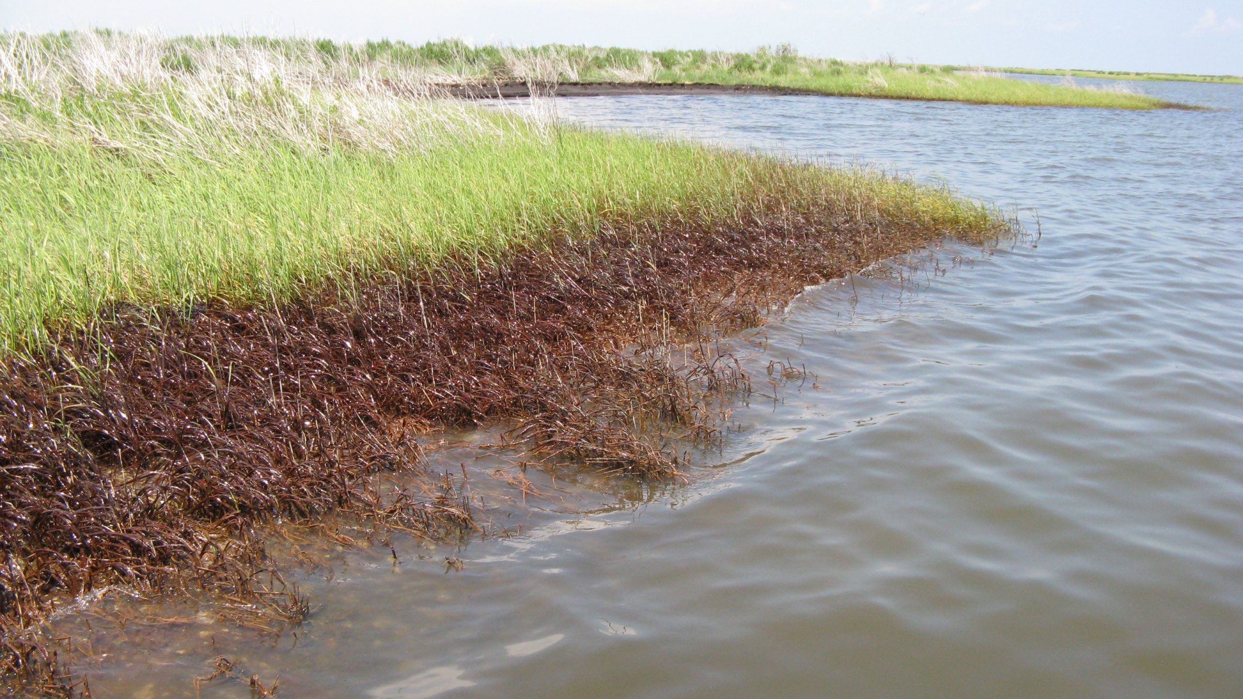 A salt marsh contaminated by oil.