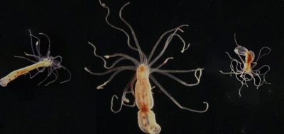 Starlet sea anemone