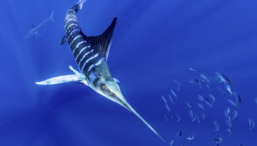 The striped marlin (Kajikia audax) is a species of billfish that is overfished in the North Pacific. A new study co-led by WHOI finds that marine predators, like the striped marlin, aggregate in anticyclonic, clockwise-rotating ocean eddies to feed. Image credit: Pat Ford (Pat Ford Photography).