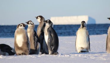 A group of Juvenile emperor penguins at Atka Bay on the sea ice edge ready for their first swim. In four years, they will return to breed, spending much of their time in unprotected areas of the Southern Ocean. Image credit: Daniel P. Zitterbart/ ©Woods Hole Oceanographic Institution