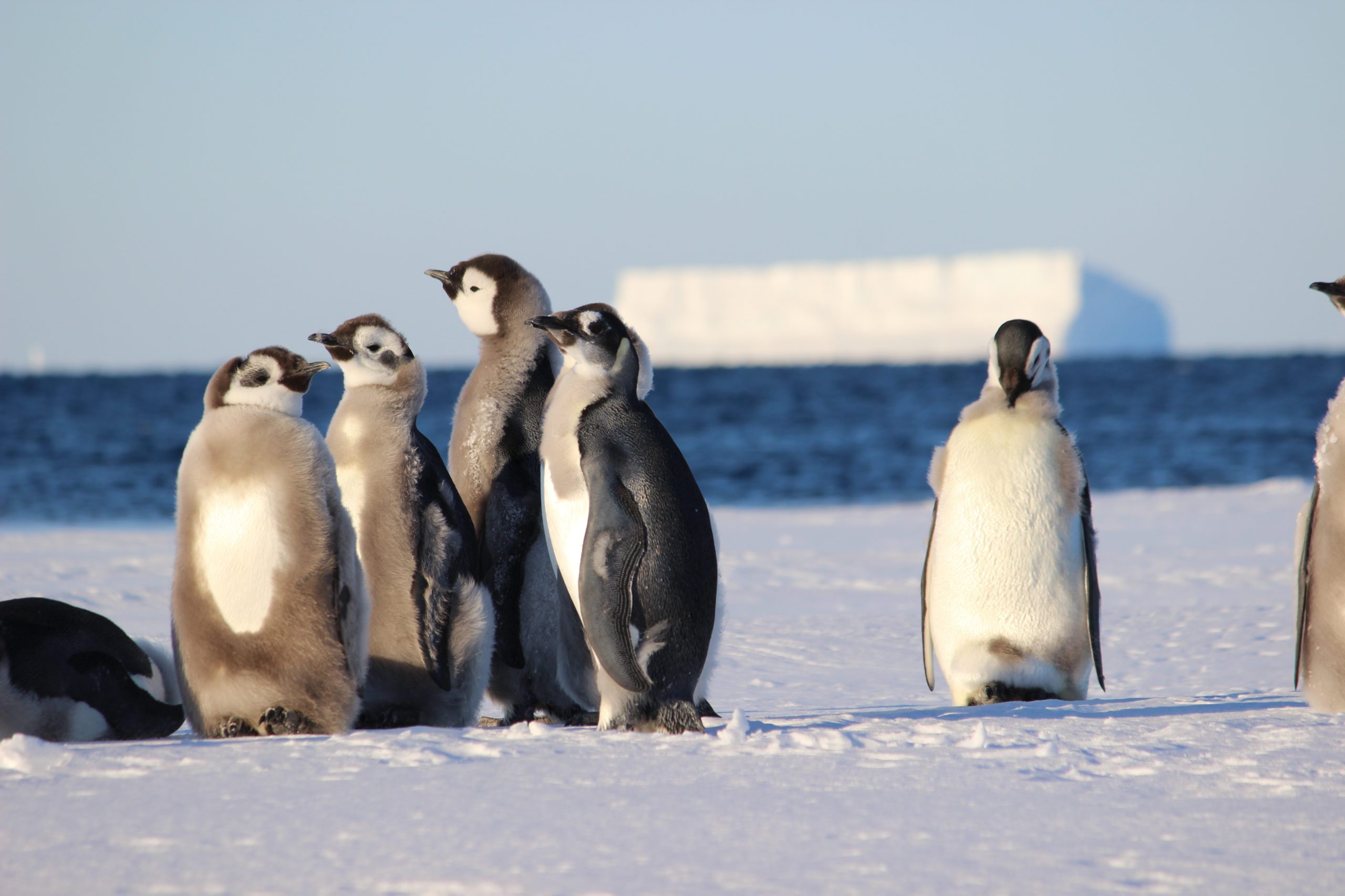 Emperor Penguins - Woods Hole Oceanographic Institution