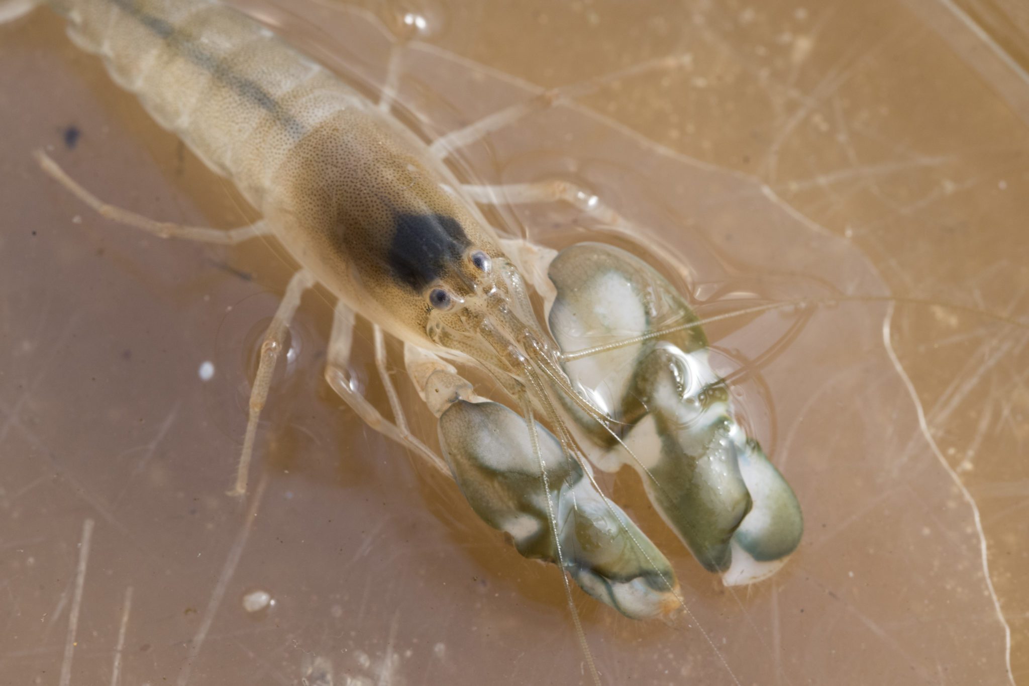 As oceans warm, snapping shrimp sound a warning