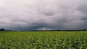 sunflowers