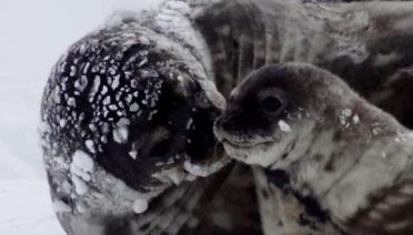 weddell-seal-moms-sacr
