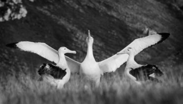 A wandering albatross displaying to potential mates. Both males and females perform elaborate mating dances before bonding with a partner. Image credit: Samantha Patrick, University of Liverpool