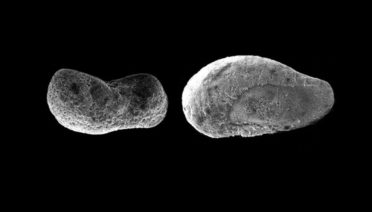 Statoliths, or balance organs, in squid reared in more acidic water (left) were smaller and more degraded than those in normal water (right). (Image courtesy of T. Aran Mooney)