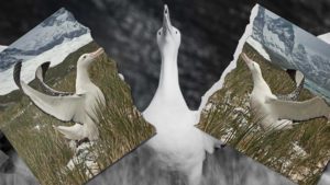 Albatrose divorce