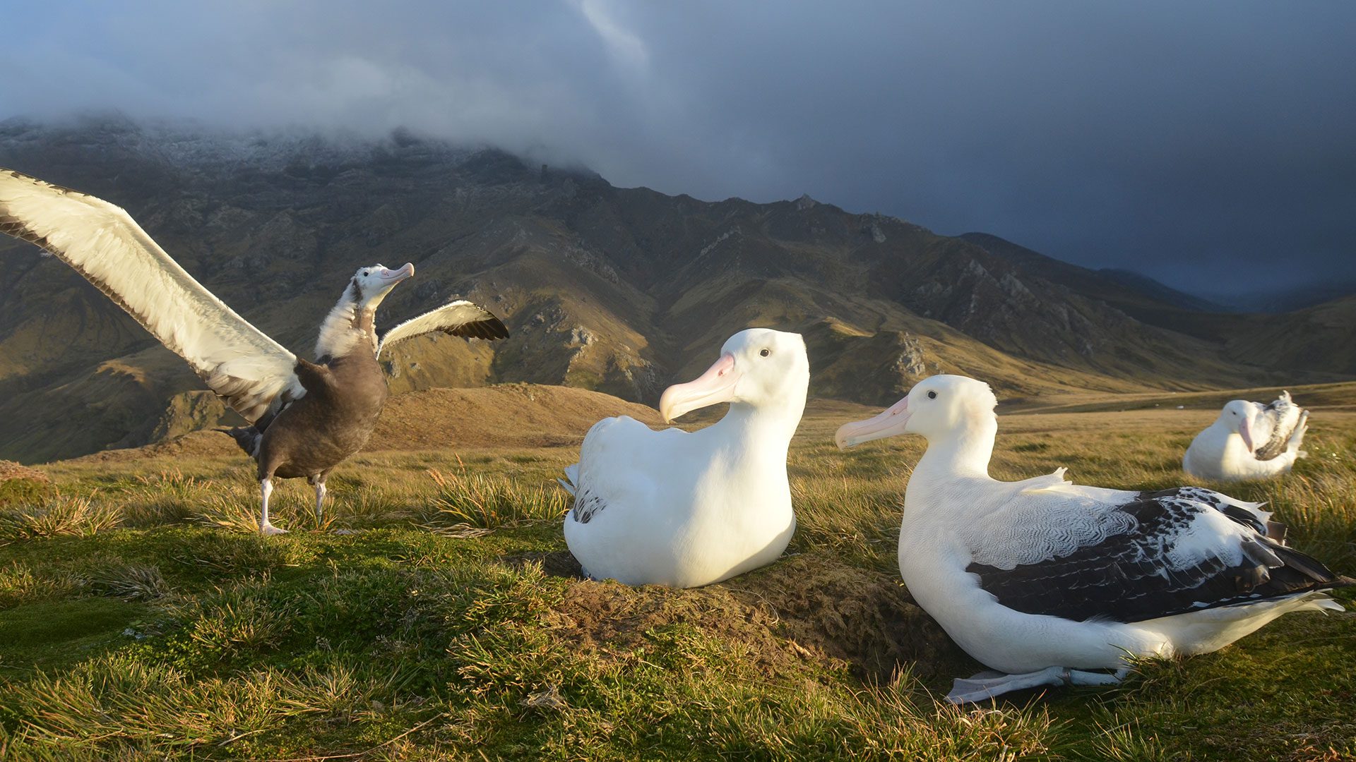 Albatross parents watching chick fly