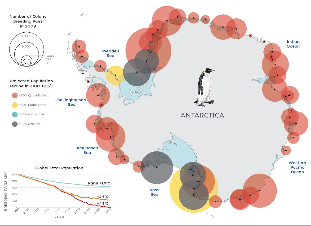 Impact of climate change on emperor penguin global population and local colonies. Total number of breeding pairs of emperor penguins from 2009 to 2100 projected for various climate scenarios (panel). Conservation status of emperor penguin colonies by 2080 for the 2.6°C Scenario (map) based on the local projected population decline at the colony. (Natalie Renier ©Woods Hole Oceanographic Institution, Jenouvrier et al. 2021)

