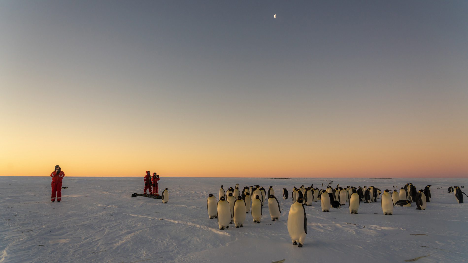 Emperor penguins