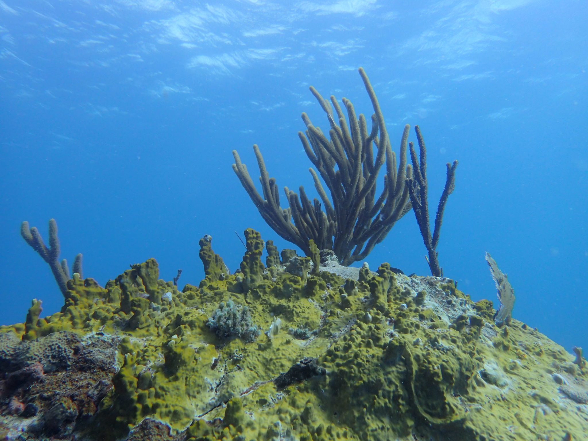 Study Examines the Impact of Coral Chemical Compounds on Reef Composition and Health
