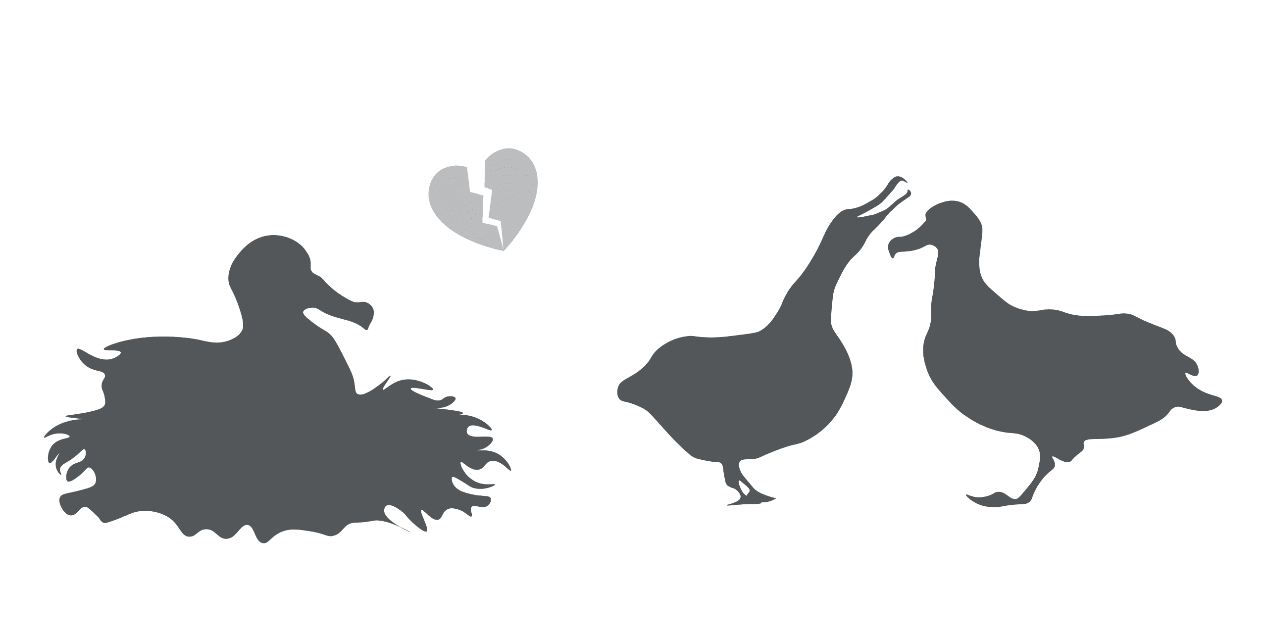 Adaptive divorce, which isn’t common among wandering albatrosses, is when a female leaves her partner for another mate to increase breeding opportunities and success. (Illustrations by Ruijiao Sun, © Woods Hole Oceanographic Institution)