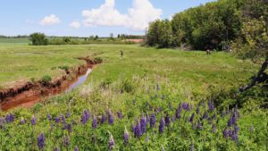 Wide angle shot of marsh, two people gatherin samples in the distance, purple lupines in the foreground, a tidal greet with red clay down the middle