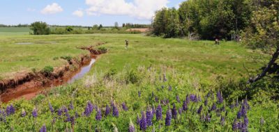 Wide angle shot of marsh, two people gatherin samples in the distance, purple lupines in the foreground, a tidal greet with red clay down the middle