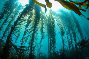 2_giant-kelp-300x200