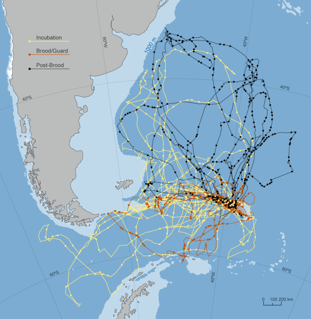 Trajectories of breeding wandering albatrosses nesting on South Georgia Island in the South Atlantic. 