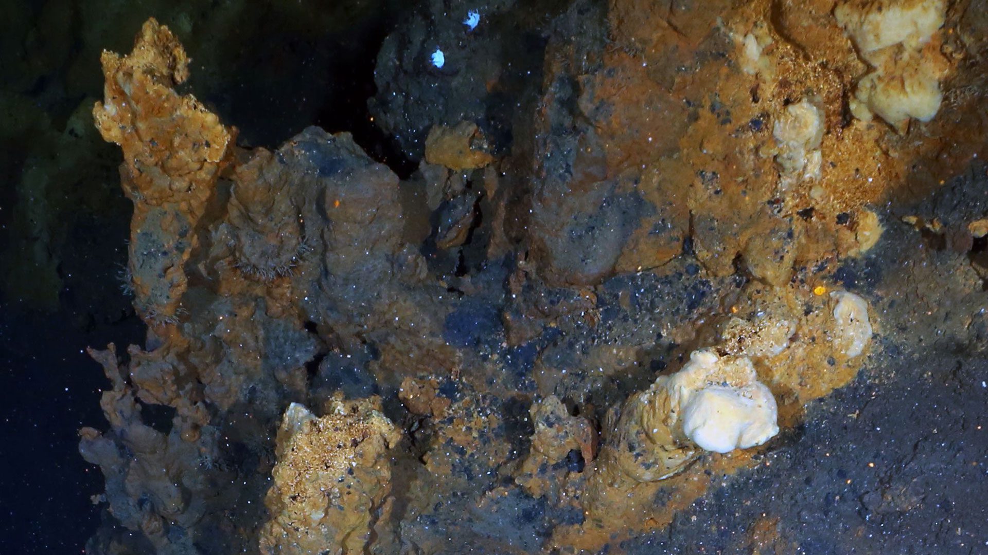 Aurora hydrothermal field, Gakkel Ridge in the Arctic Ocean. 