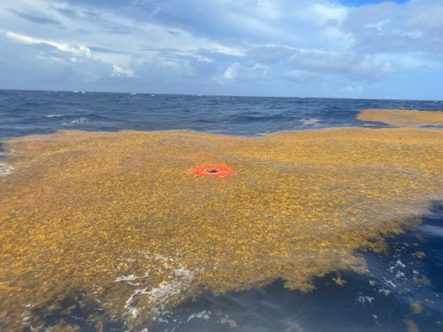 A GPS-equipped drifter, designed to float with sargassum on ocean currents, adrift on a huge patch of the seaweed off the southwestern coast of Puerto Rico. (Photo courtesy of Chase Pixa, © Woods Hole Oceanographic Institution)